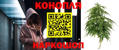 сатива Гай